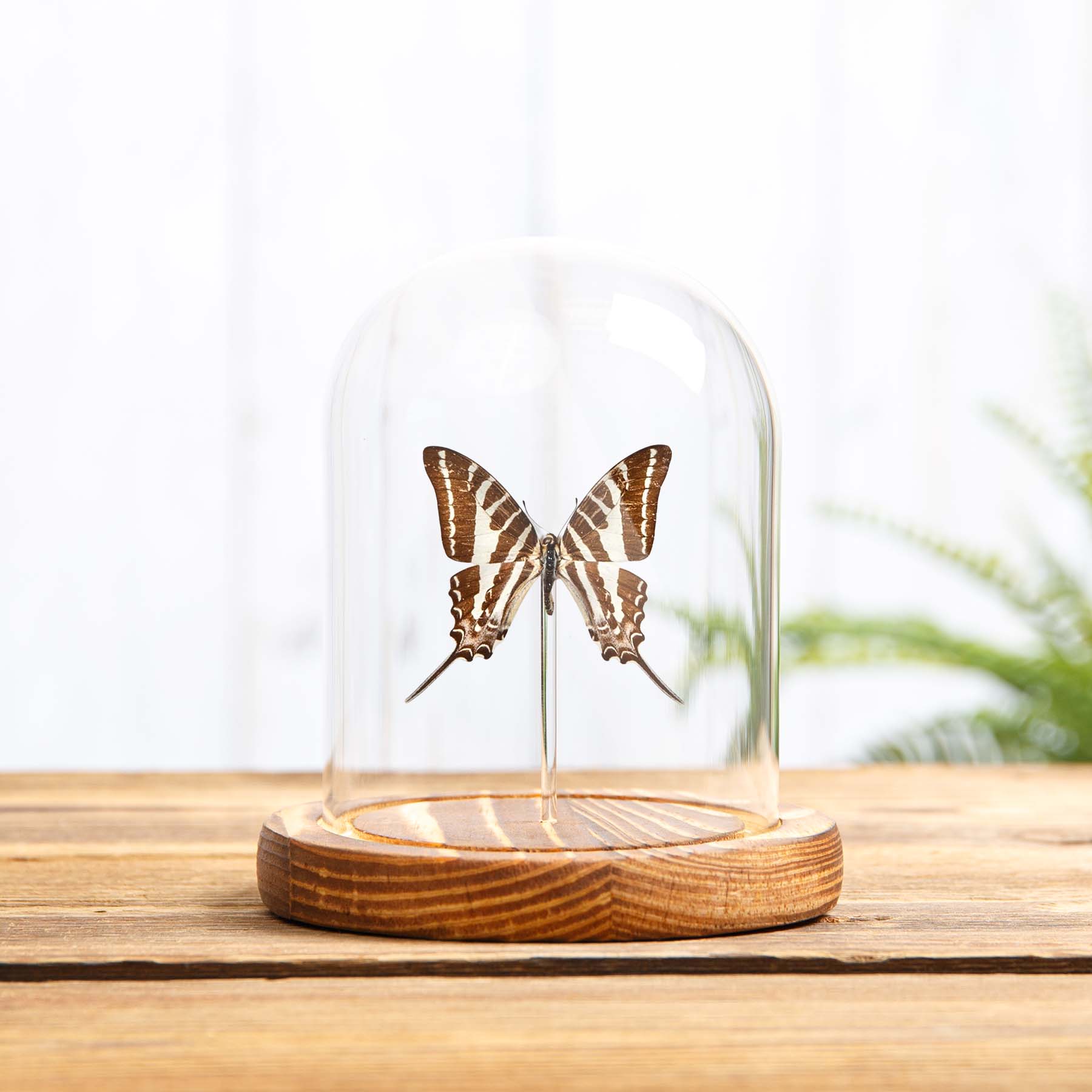 Minibeast ChaIn Swordtail Butterfly In Glass Dome With Wooden Base (Graphium aristeus)