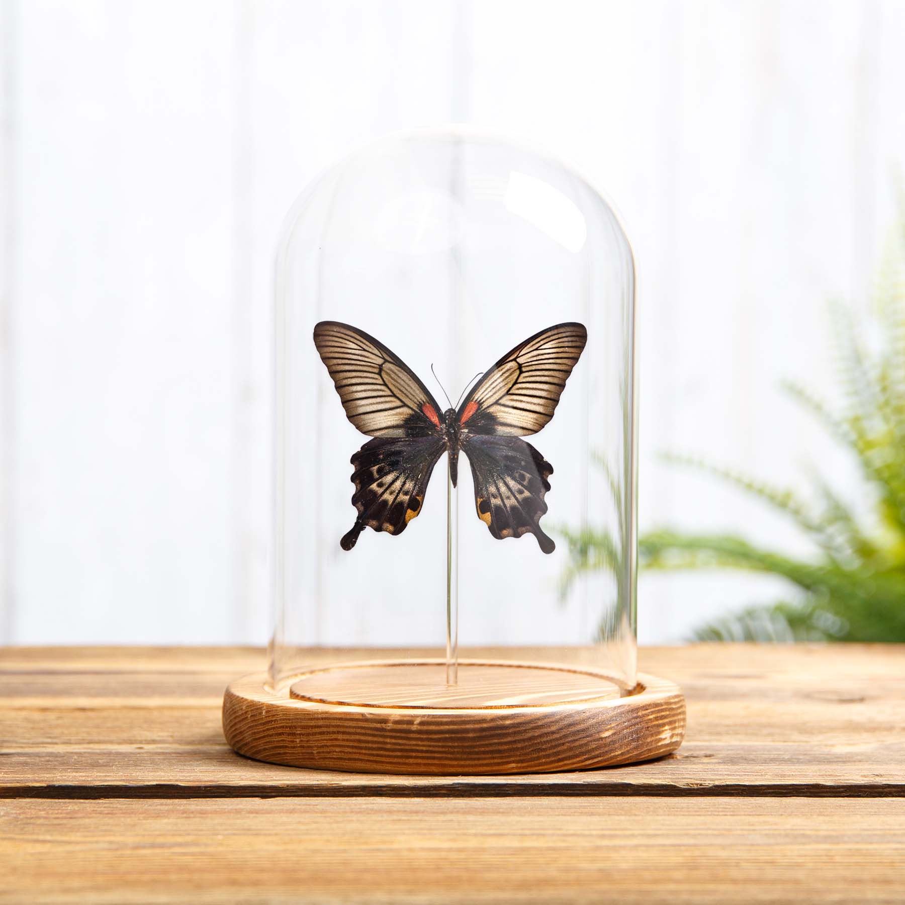 Great Yellow Mormon Butterfly In Glass Dome With Wooden Base (Papilio lowi) Great Yellow Mormon Butterfly In Glass Dome With Wooden Base (Papilio lowi)
