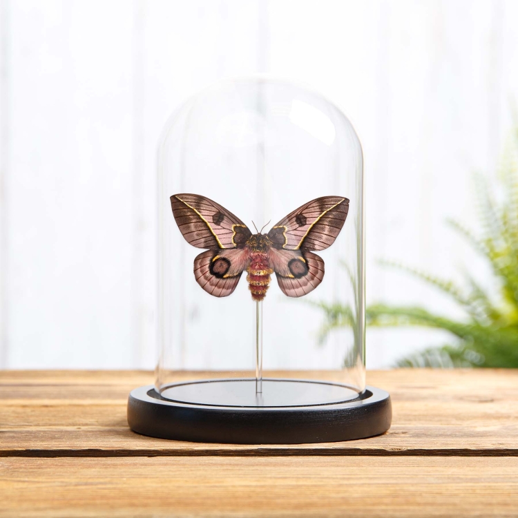 Pink Silkmoth In Glass Dome With Wooden Base (Automeris frankae)