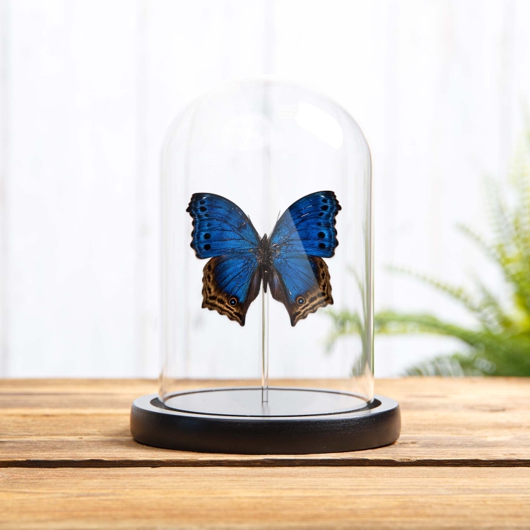Blue Mother-Of-Pearl Butterfly In Glass Dome With Wooden Base (Protogoniomorpha temora)