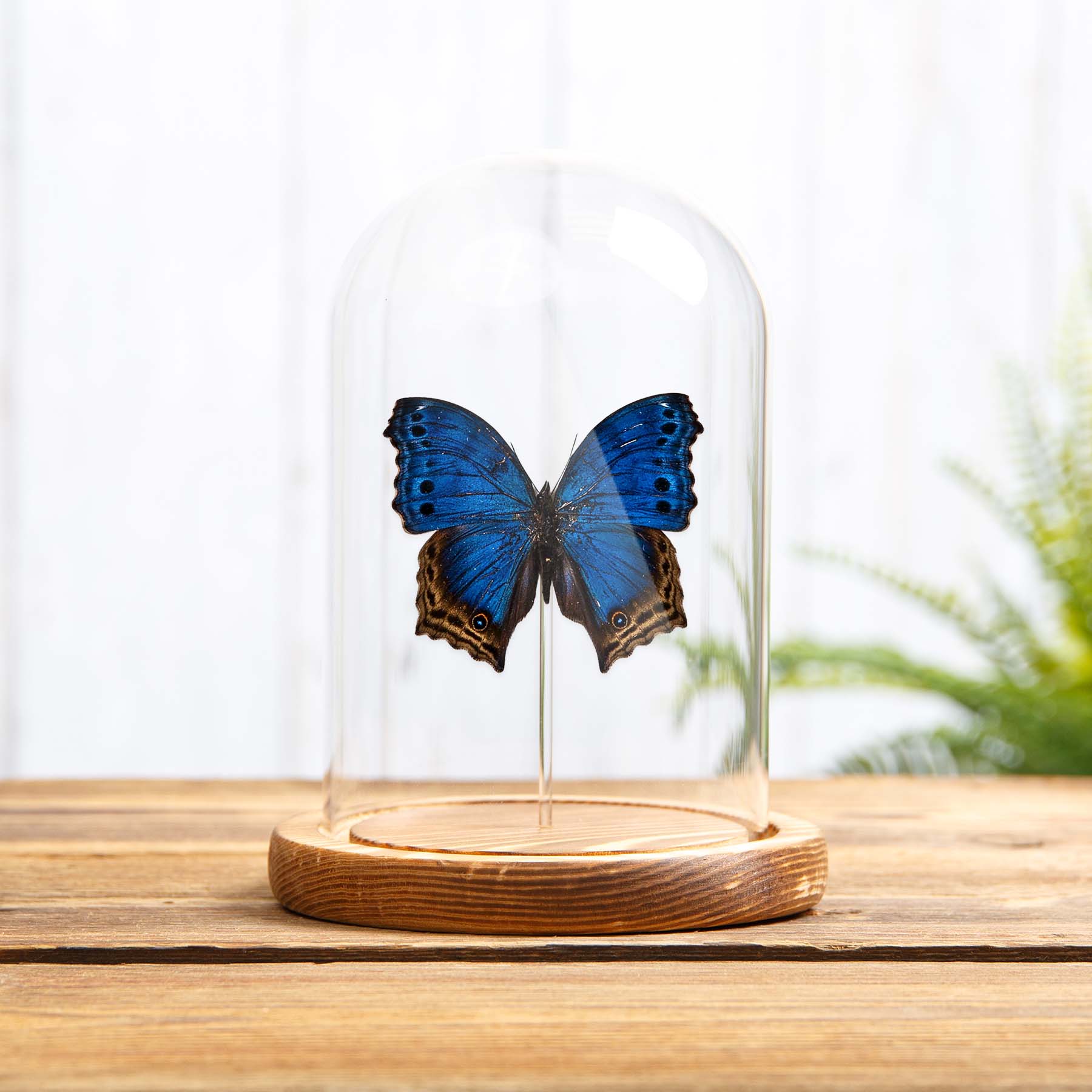 Minibeast Blue Mother-Of-Pearl Butterfly In Glass Dome With Wooden Base (Protogoniomorpha temora)