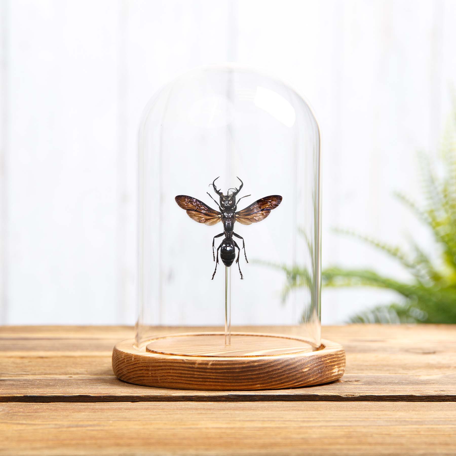 King of Wasps In Glass Dome With Wooden Base (Megalara garuda)