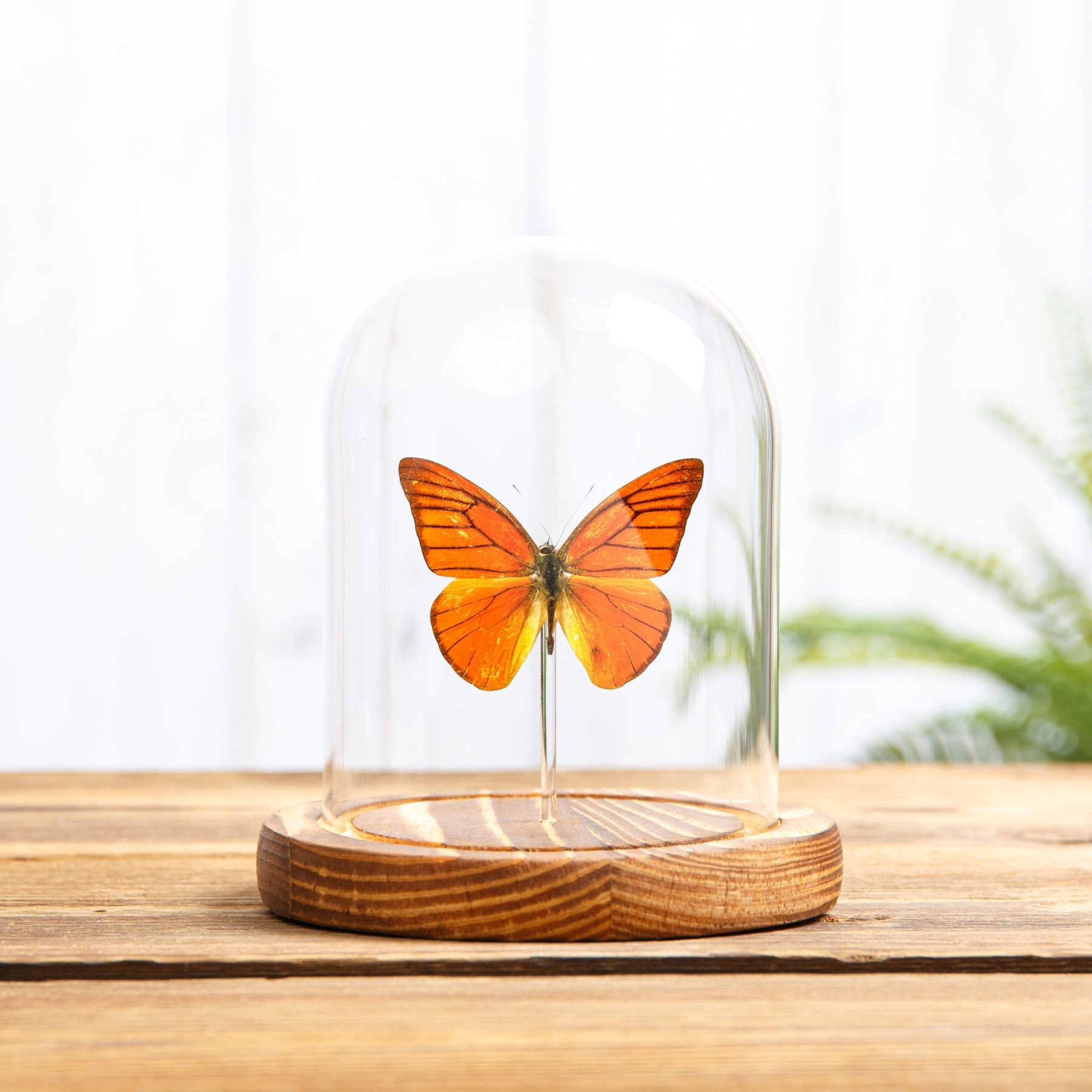 Orange Albatross In Glass Dome With Wooden Base (Appias nero neronis)