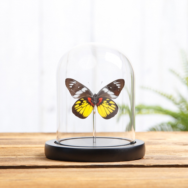 Malayan Jezebel Butterfly In Glass Dome With Wooden Base (Delias henningia) Malayan Jezebel Butterfly In Glass Dome With Wooden Base (Delias henningia)