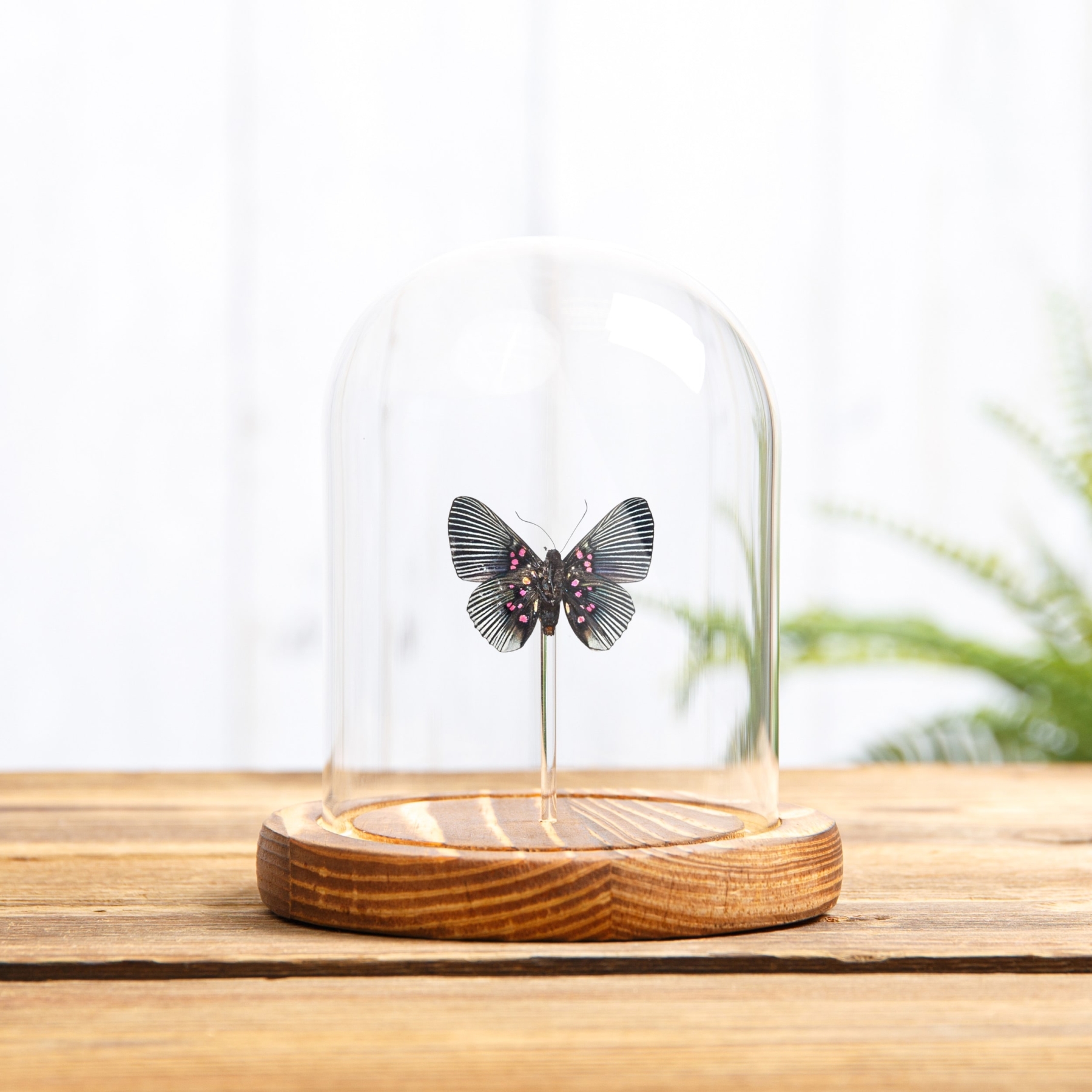 Apollo Metalmark In Glass Dome (Lyropteryx apollonia)