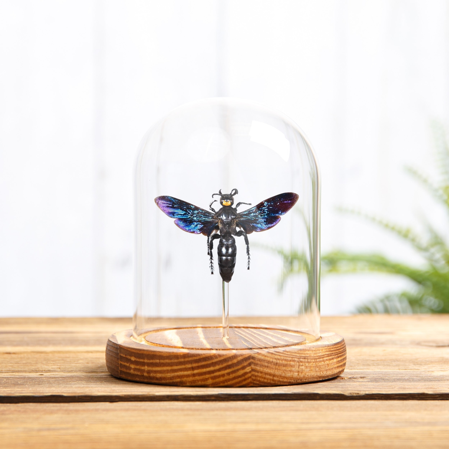 Megascolia velutina ducalis In Glass Dome With Wooden Base From indonesia