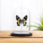 Minibeast Zodiac Moth In Glass Dome With Wooden Base (Alcides metaurus)