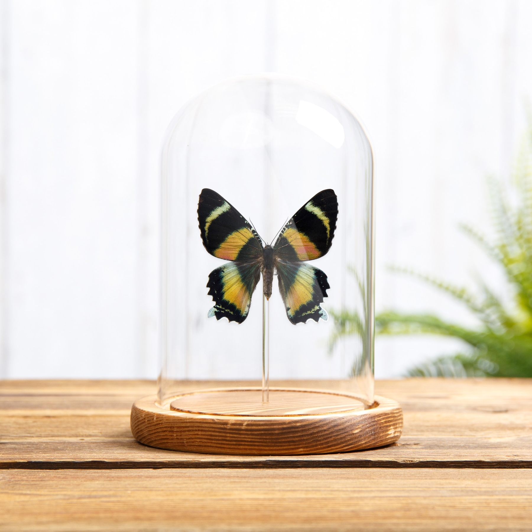 Zodiac Moth In Glass Dome With Wooden Base (Alcides metaurus)