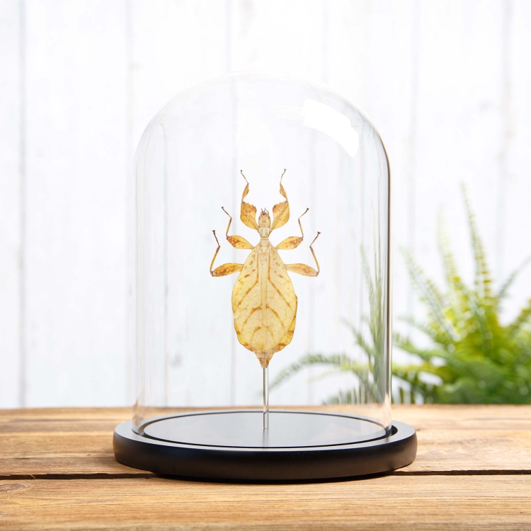 Walking Leaf Insect In Glass Dome With Wooden Base (Phyllium letiranti)