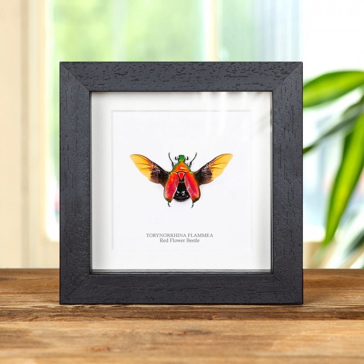 Red Flower Beetle In Box Frame (Torynorrhina flammea)