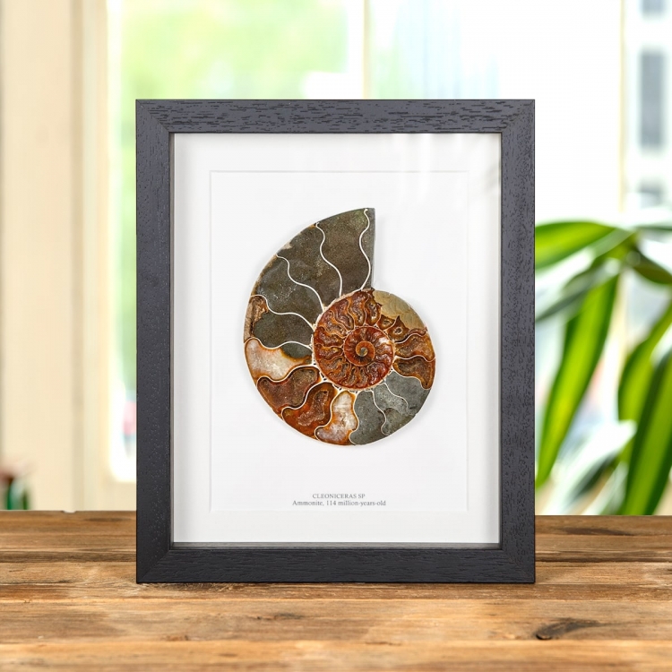 Large Ammonite Cut & Polished Fossil In Box Frame (Cleoniceras sp)