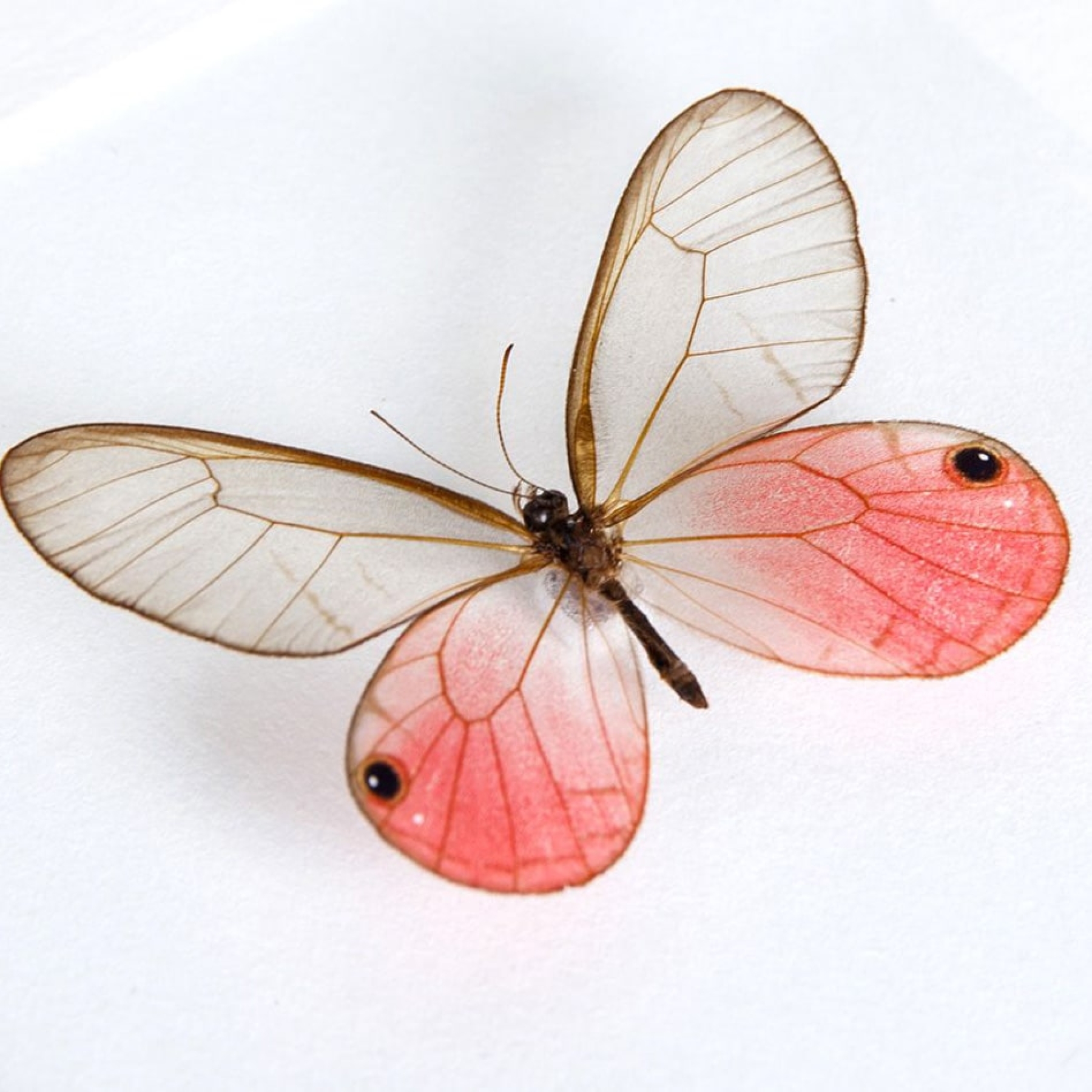 Glass Wing Butterfly Trio In Box Frame (Cithaerias pyropina, pireta & Haetera piera)