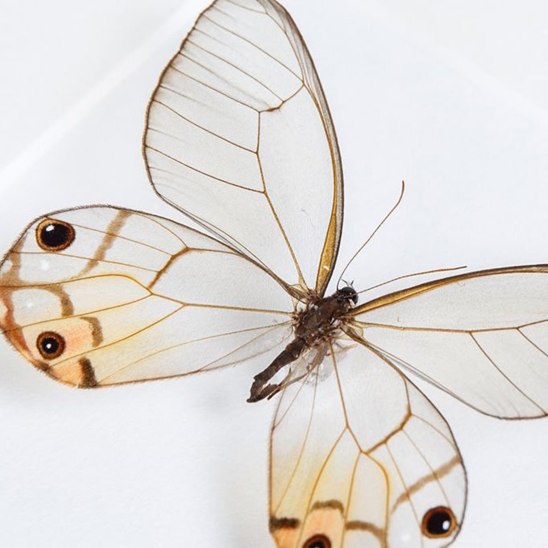 Glass Wing Butterfly Trio In Box Frame (Cithaerias pyropina, pireta & Haetera piera)