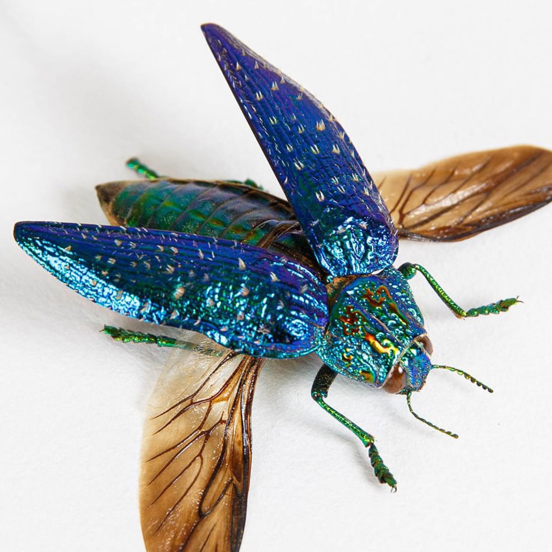 Jewel Beetle Trio In Box Frame (Polybothris sumptuosa, Chrysochroa fulminans & buqueti)