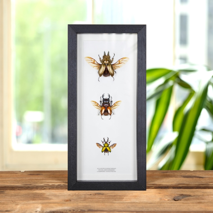 Asian Coleoptera Trio In Box Frame (Allotopus rosenbergi, Odontolabis sommeri & Lamprima adolphinae)