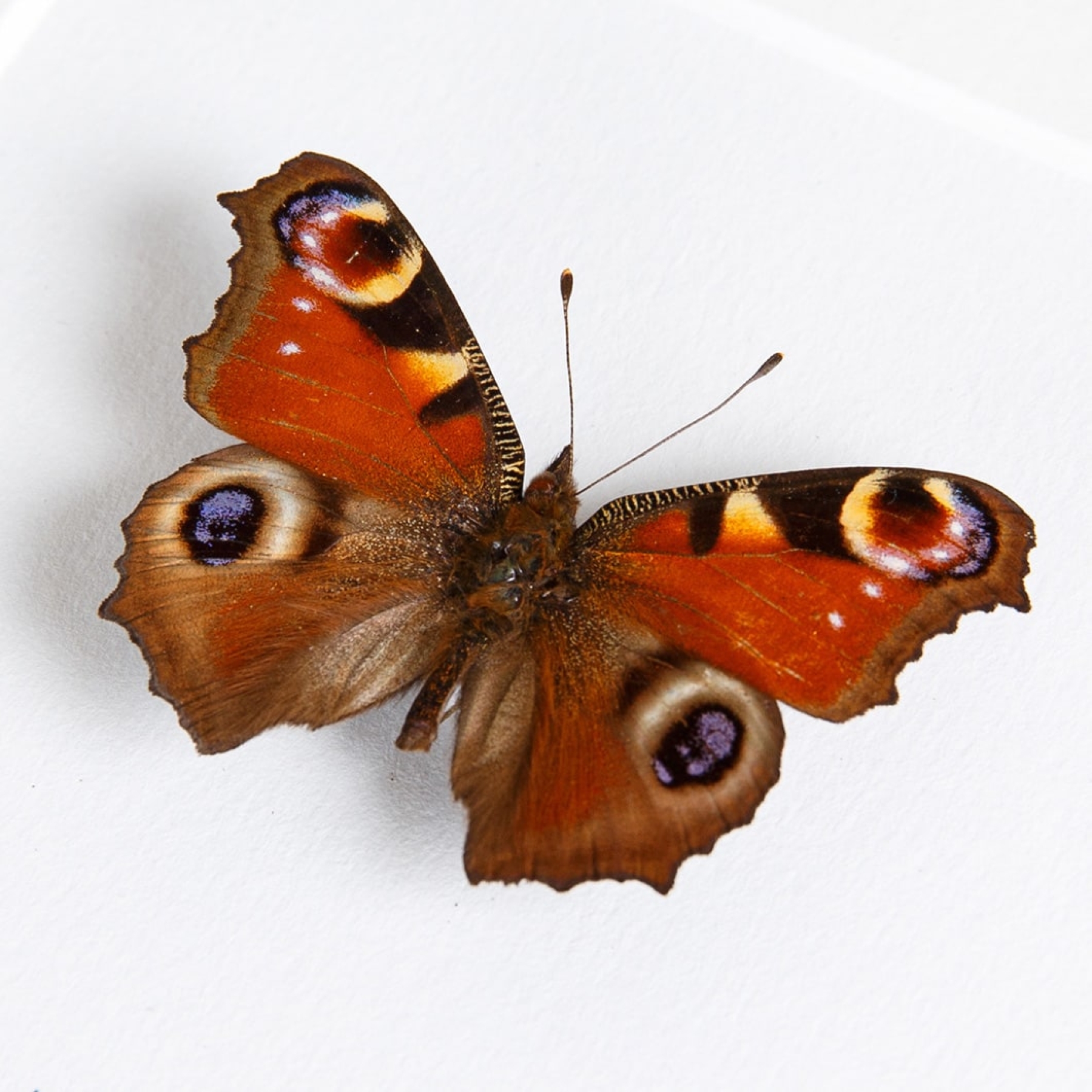 Red Butterfly Collection In Box Frame (Cymothoe coccinta, Aglais io, Cethosia biblis & Vanessa atalanta)