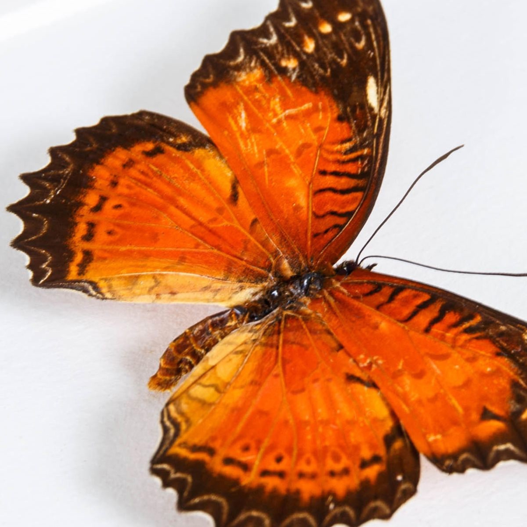 Red Butterfly Collection In Box Frame (Cymothoe coccinta, Aglais io, Cethosia biblis & Vanessa atalanta)