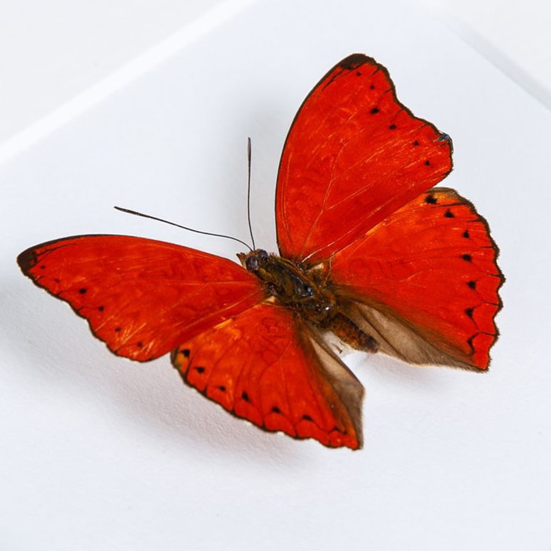 Red Butterfly Collection In Box Frame (Cymothoe coccinta, Aglais io, Cethosia biblis & Vanessa atalanta)