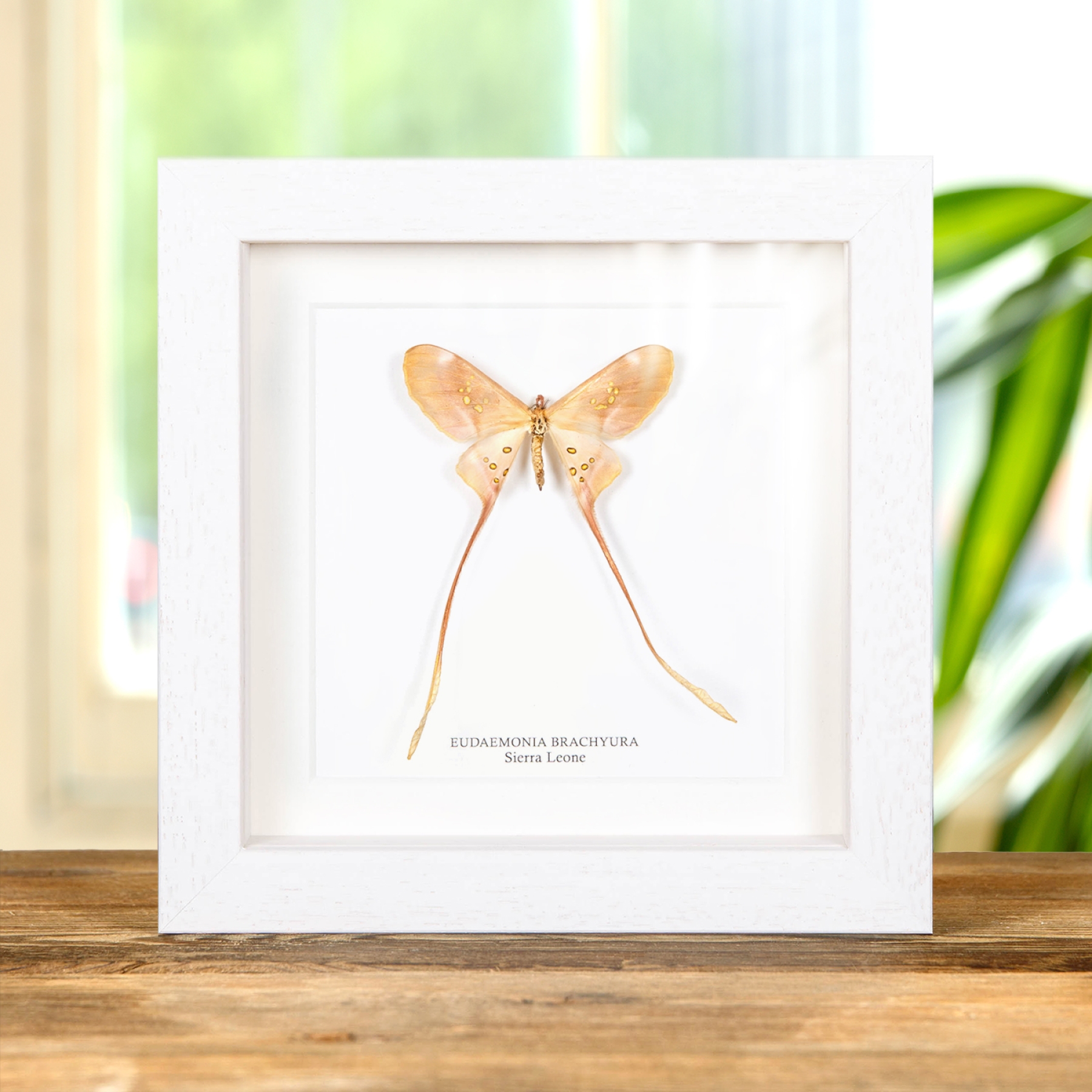 Eudaemonia brachyura In Box Frame From Sierra Leone