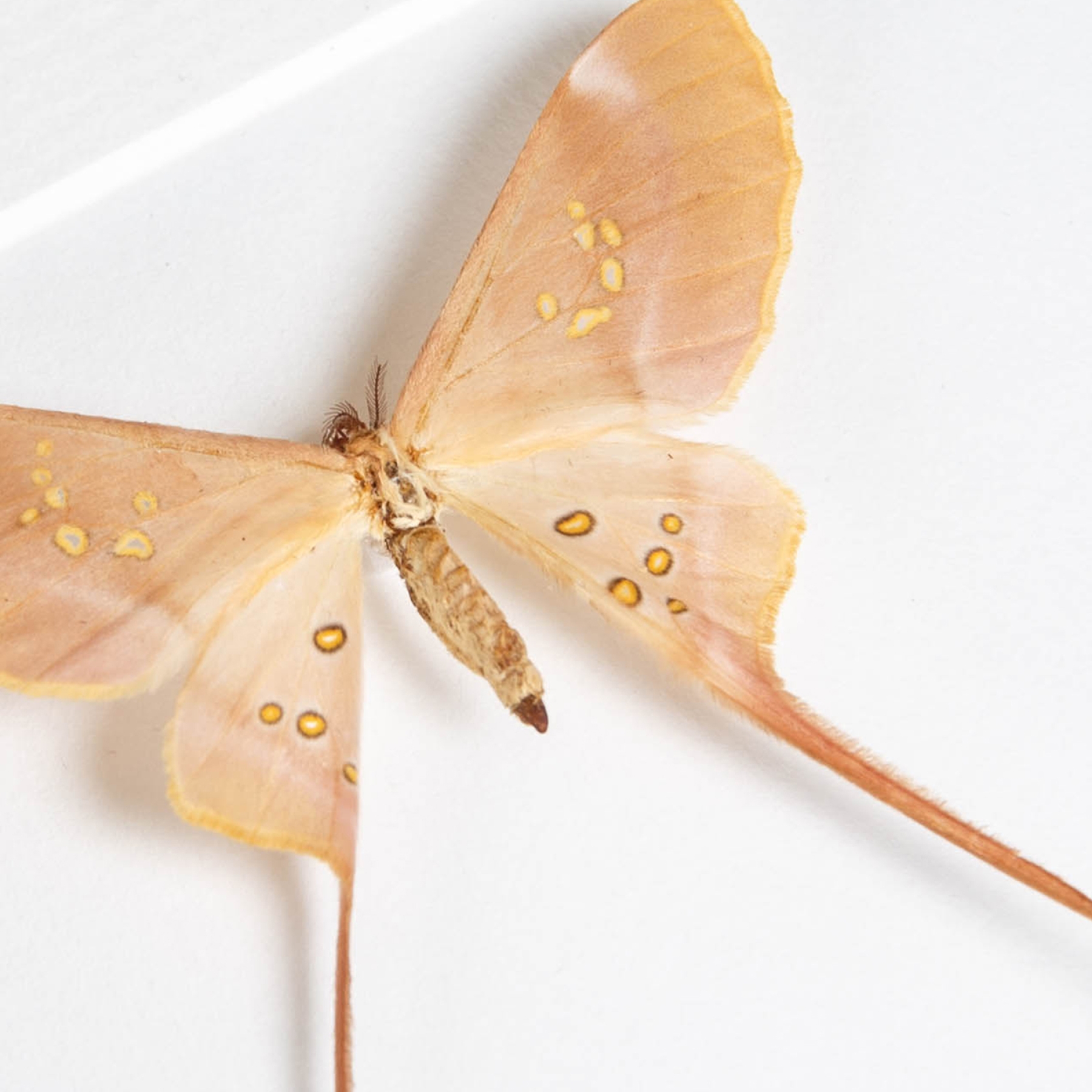 Eudaemonia brachyura In Box Frame From Sierra Leone