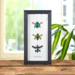 Minibeast Jewel Beetle Trio Beetle In Box Frame (Polybothris sumptuosa, Chrysochroa fulminans & castelnaudi)