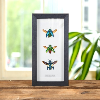 Jewel Beetle Trio Beetle In Box Frame (Polybothris sumptuosa, Chrysochroa fulminans & castelnaudi)