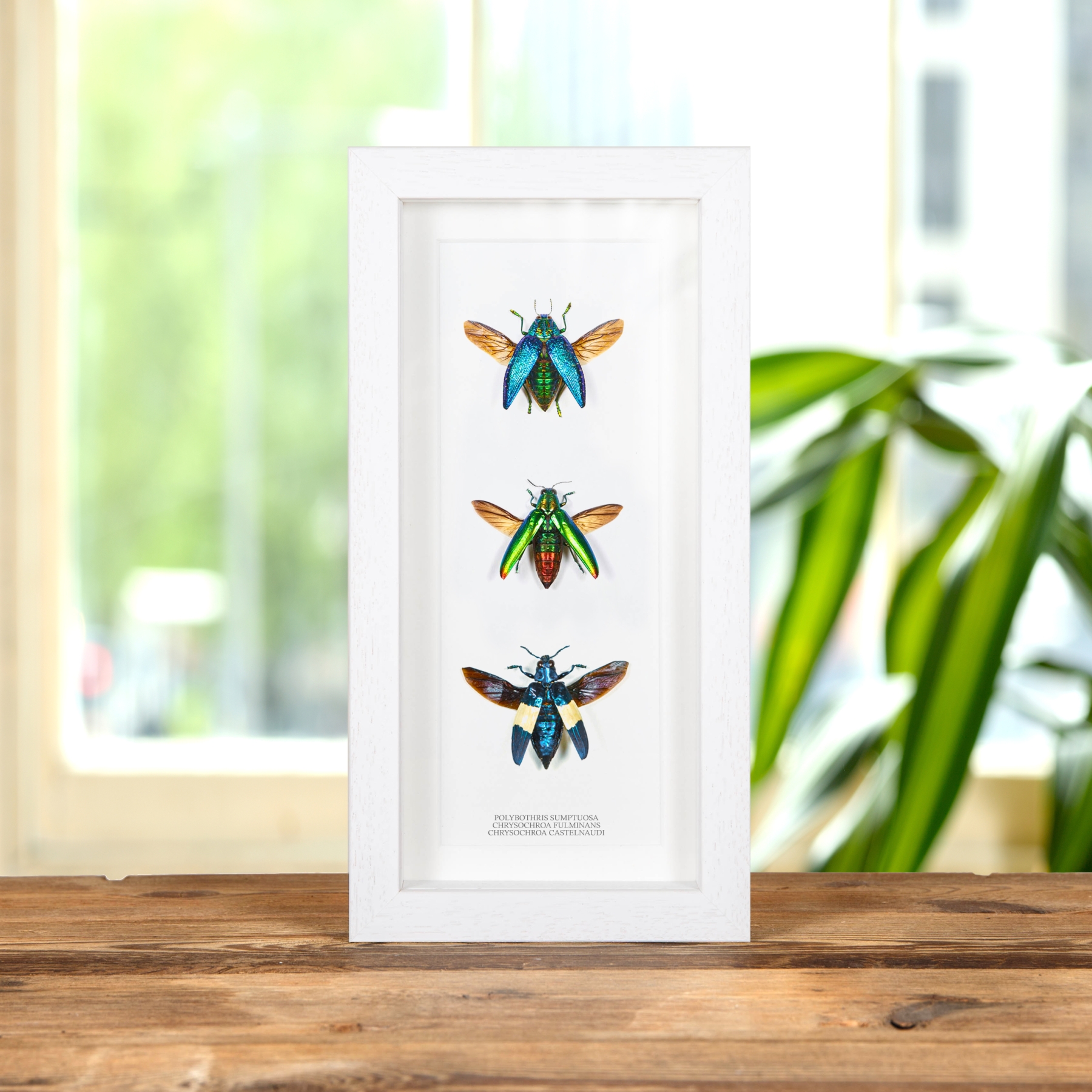 Jewel Beetle Trio Beetle In Box Frame (Polybothris sumptuosa, Chrysochroa fulminans & castelnaudi)