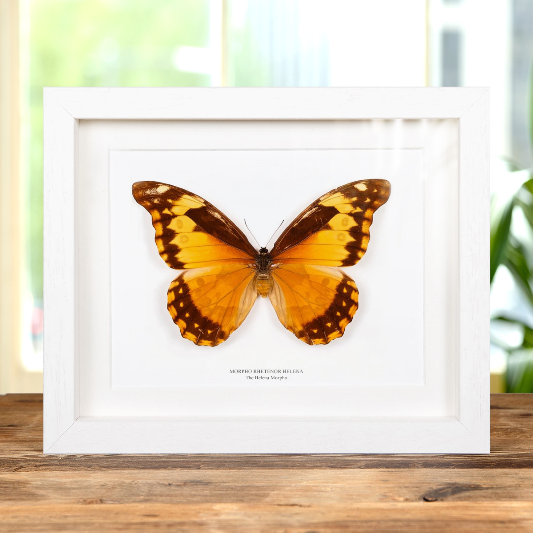 Female Helena Morpho Butterfly (Morpho rhetenor helena)