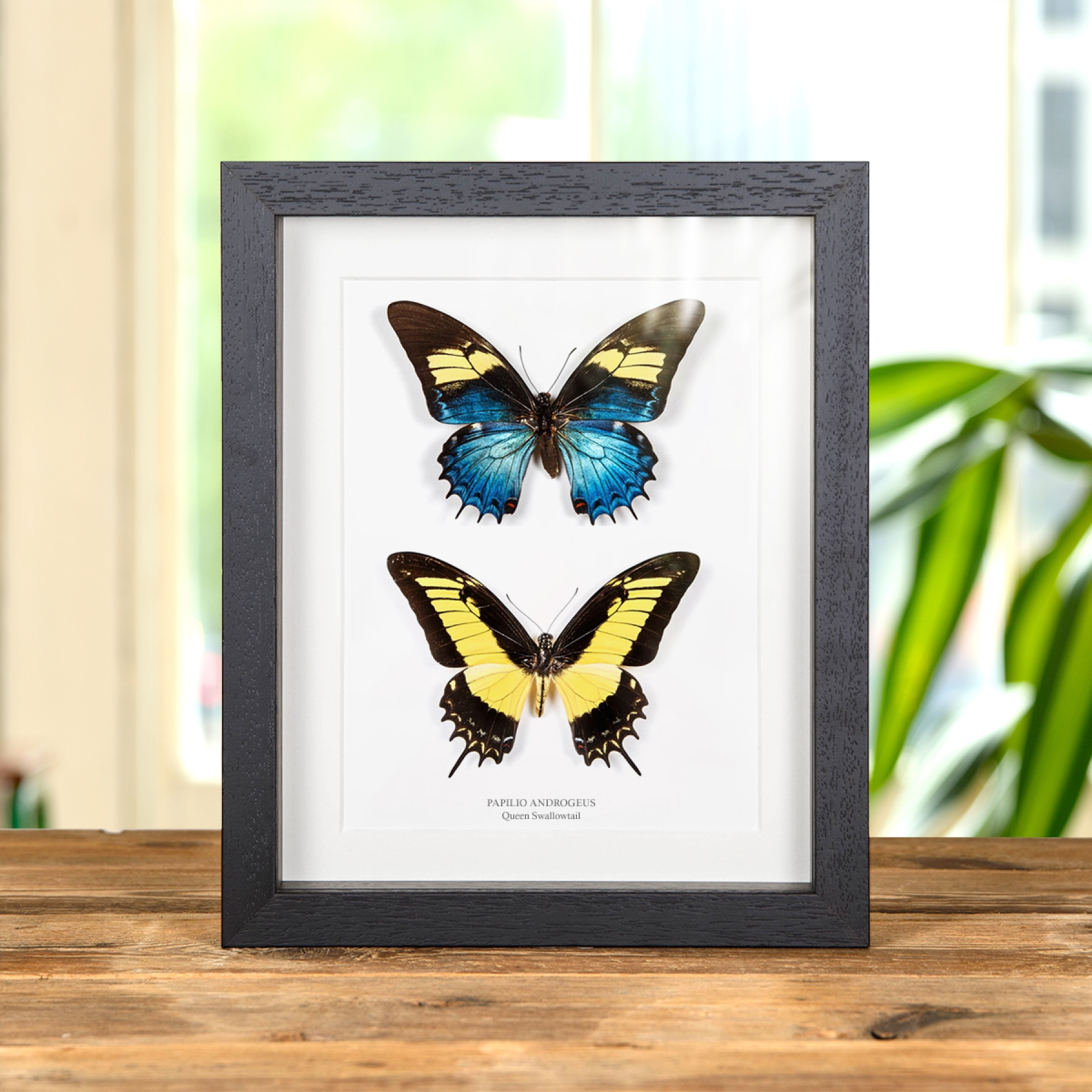 Minibeast Queen Swallowtail Male & Female Pair In Box Frame (Papilio androgeus)