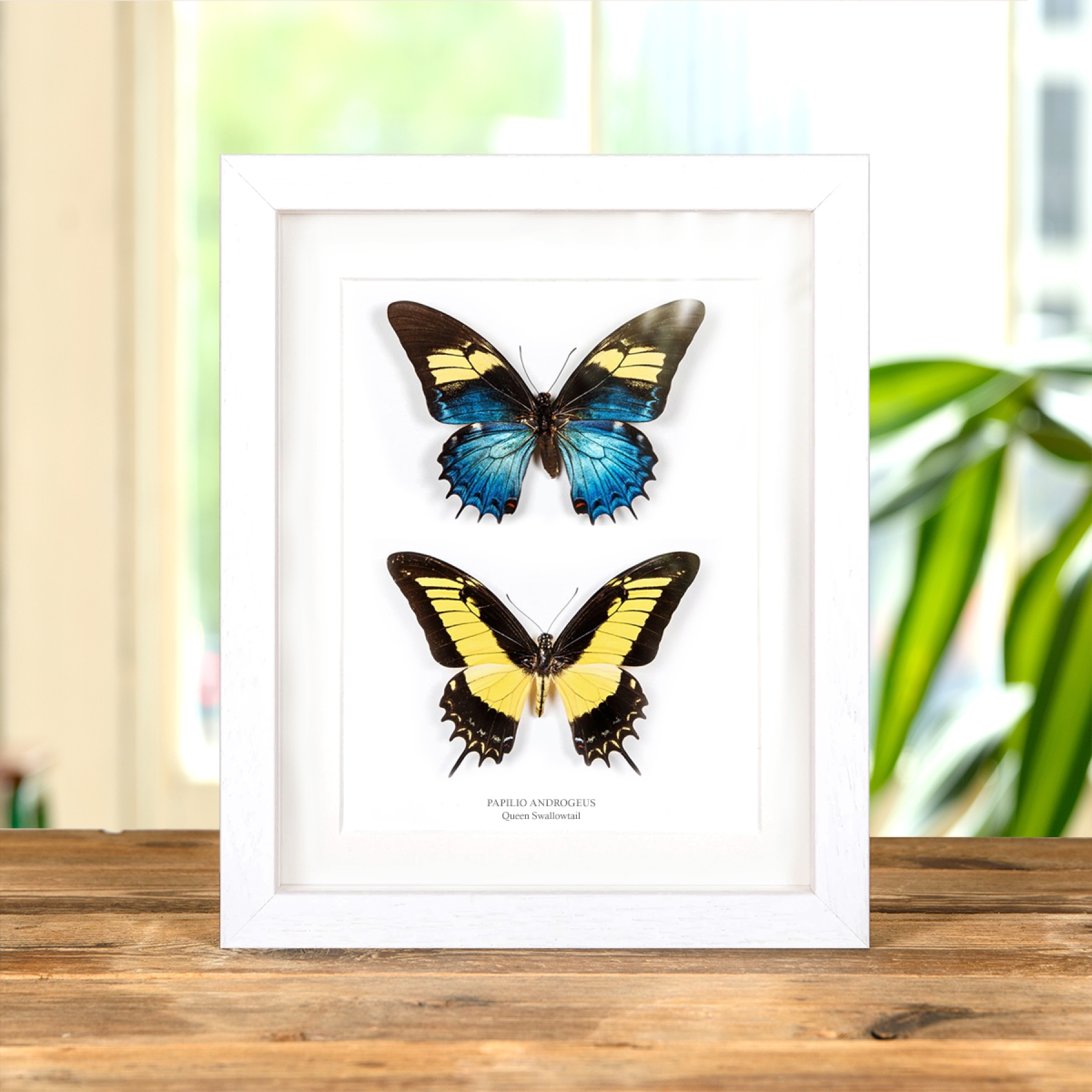 Minibeast Queen Swallowtail Male & Female Pair In Box Frame (Papilio androgeus)