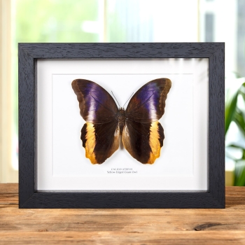 Yellow-Edged Giant Owl Butterfly In Box Frame (Caligo atreus)