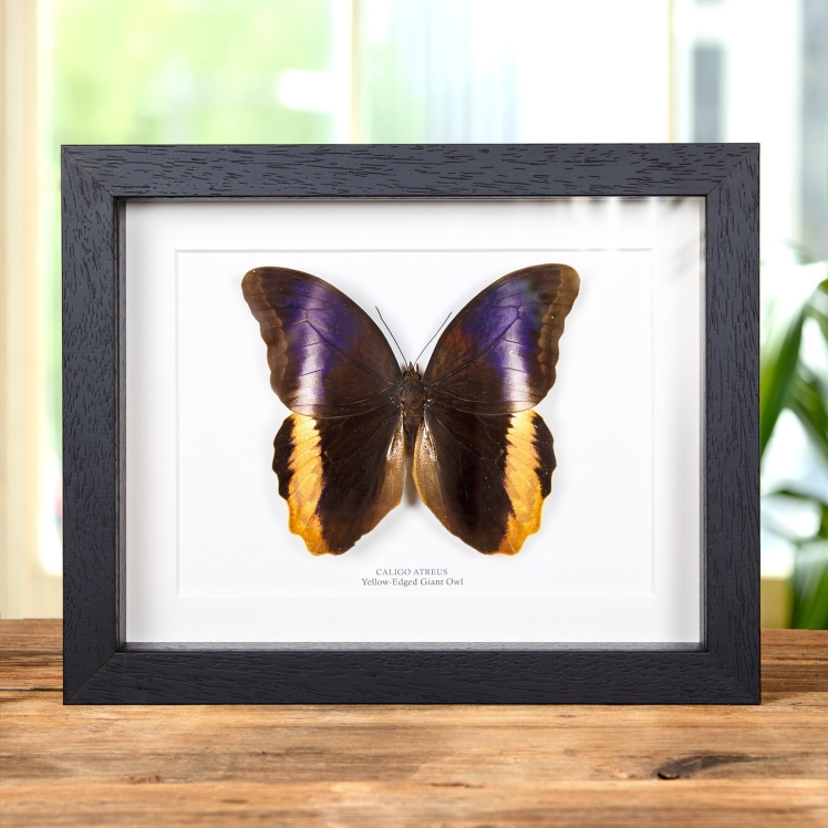 Yellow-Edged Giant Owl Butterfly In Box Frame (Caligo atreus)