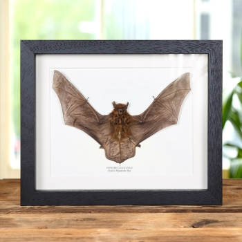 Kuhl's Pipistrelle Bat In Box Frame (Pipistrellus kuhlii)