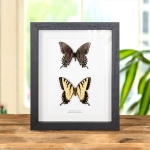 Eastern Tiger Swallowtail Butterfly Male & Female Pair In Box Frame (Papilio glaucus) Minibeast Eastern Tiger Swallowtail Butterfly Male & Female Pair In Box Frame (Papilio glaucus)