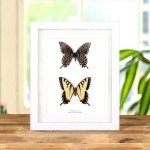 Eastern Tiger Swallowtail Butterfly Male & Female Pair In Box Frame (Papilio glaucus)