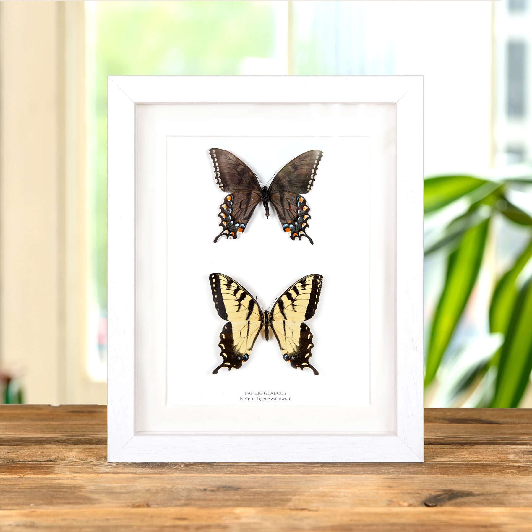 Eastern Tiger Swallowtail Butterfly Male & Female Pair In Box Frame (Papilio glaucus) Eastern Tiger Swallowtail Butterfly Male & Female Pair In Box Frame (Papilio glaucus)
