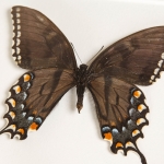 Eastern Tiger Swallowtail Butterfly Male & Female Pair In Box Frame (Papilio glaucus)