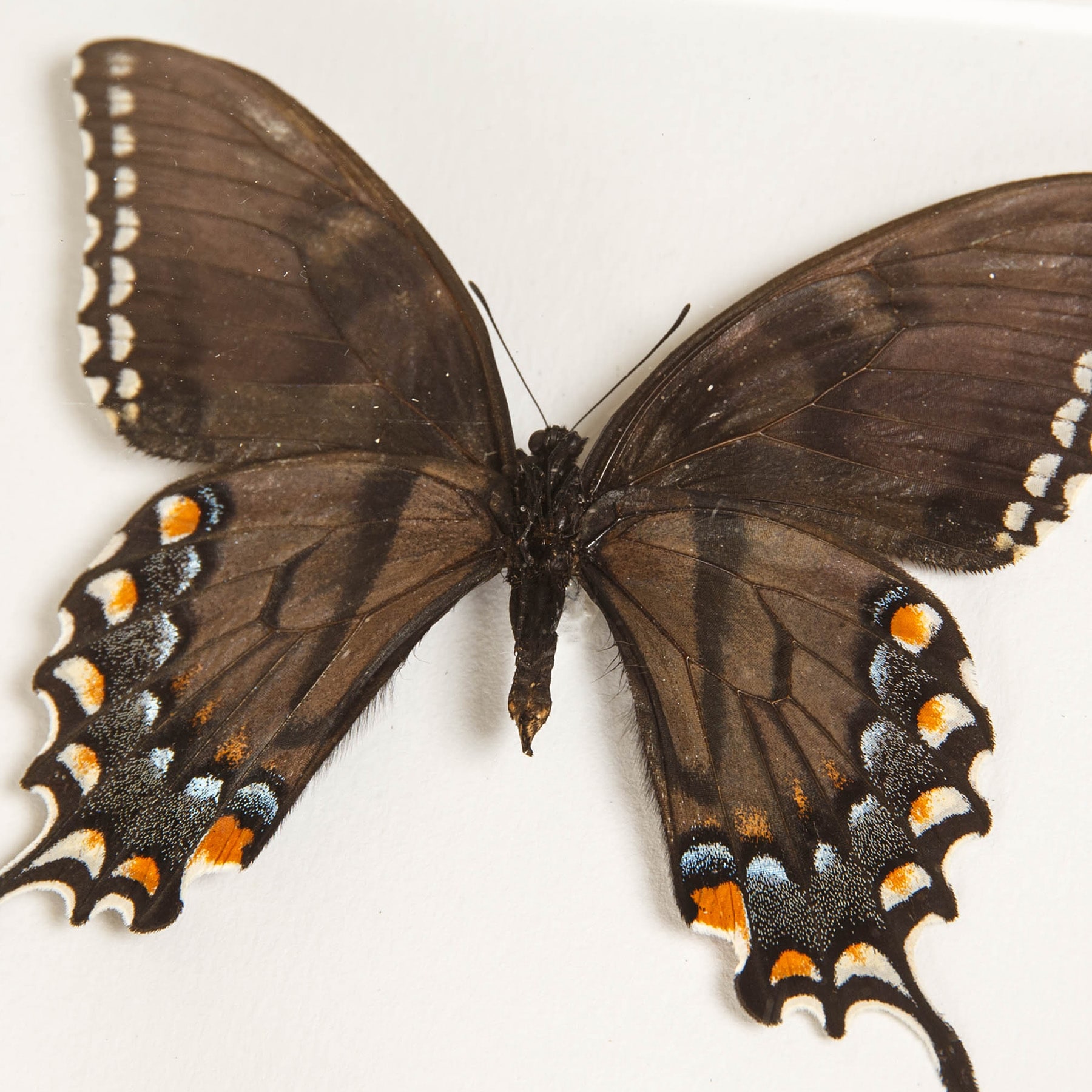 Eastern Tiger Swallowtail Butterfly Male & Female Pair In Box Frame (Papilio glaucus) Eastern Tiger Swallowtail Butterfly Male & Female Pair In Box Frame (Papilio glaucus)