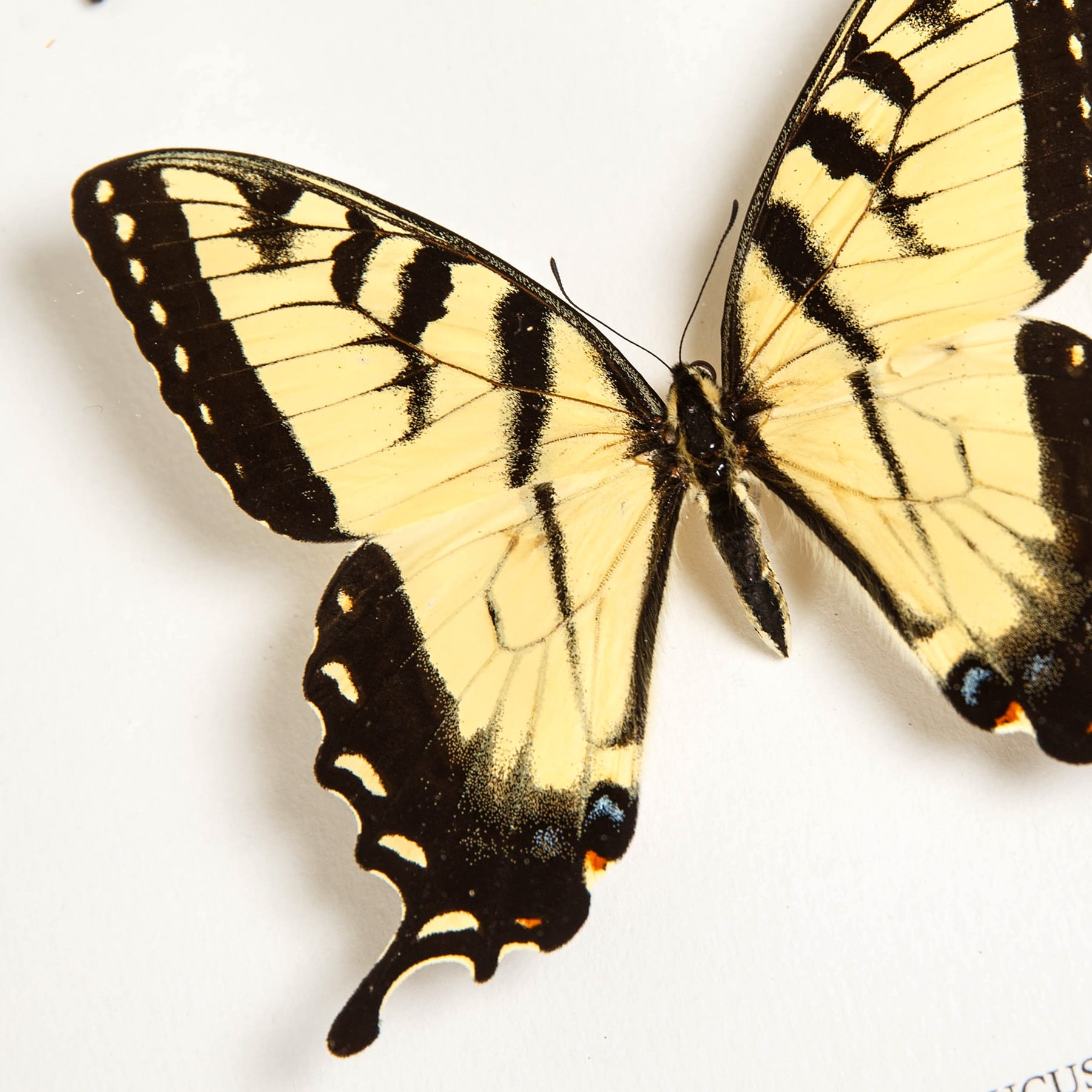 Eastern Tiger Swallowtail Butterfly Male & Female Pair In Box Frame (Papilio glaucus) Eastern Tiger Swallowtail Butterfly Male & Female Pair In Box Frame (Papilio glaucus)