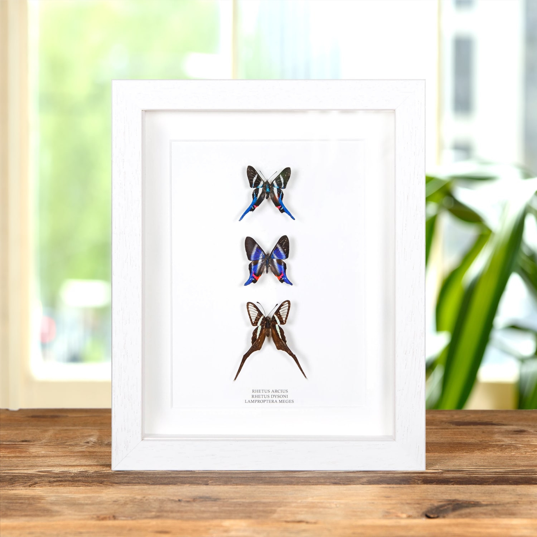 Minibeast Neotropical Metalmark Butterfly trio In Box Frame (Rhetus arcius, dysoni & Lamproptera meges)