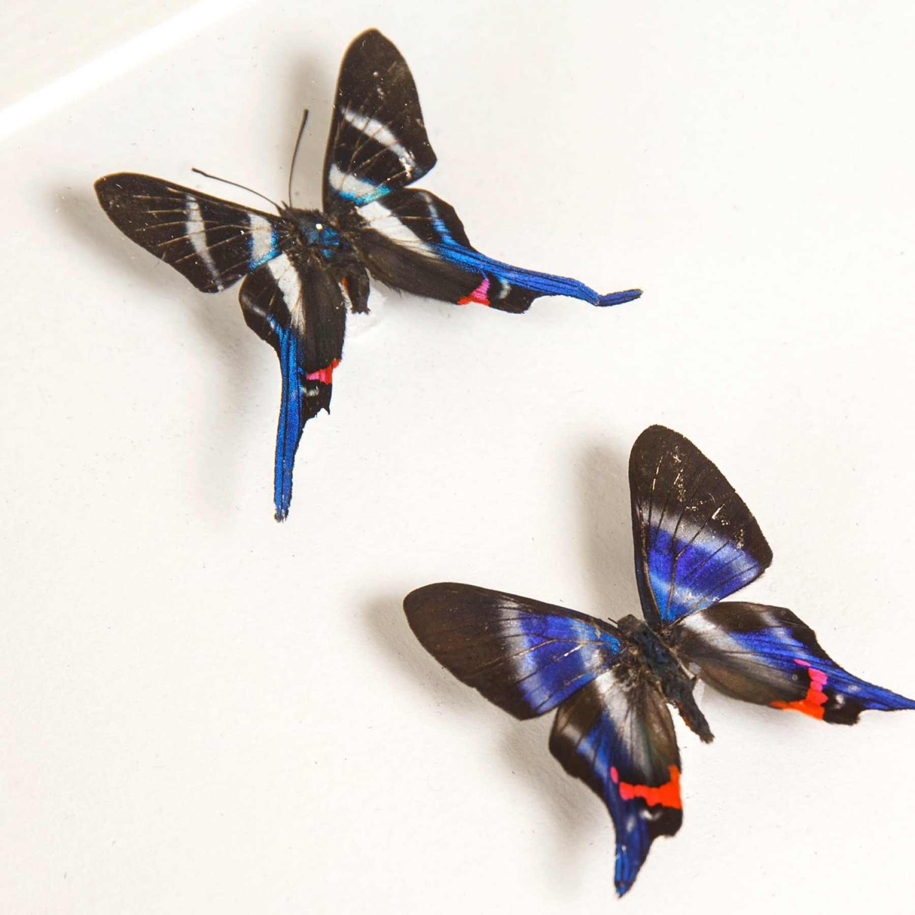 Minibeast Neotropical Metalmark Butterfly trio In Box Frame (Rhetus arcius, dysoni & Lamproptera meges)