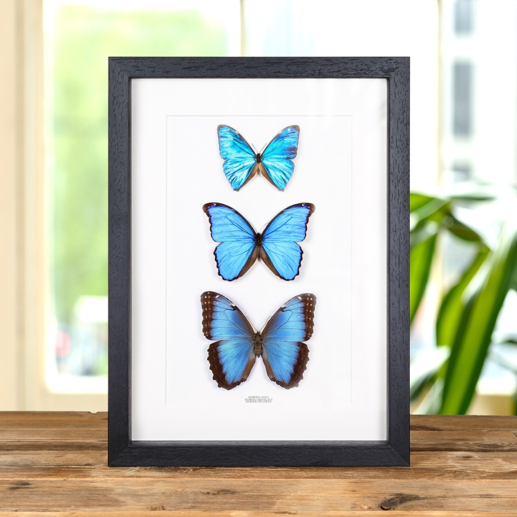Morpho Butterfly Trio In Box Frame (Morpho peleides, menelaus & aega)