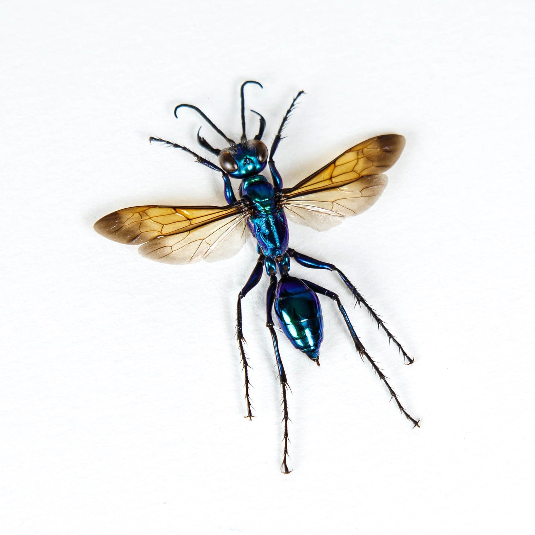 Jewel Wasp In Box Frame (Chlorion lobatum)