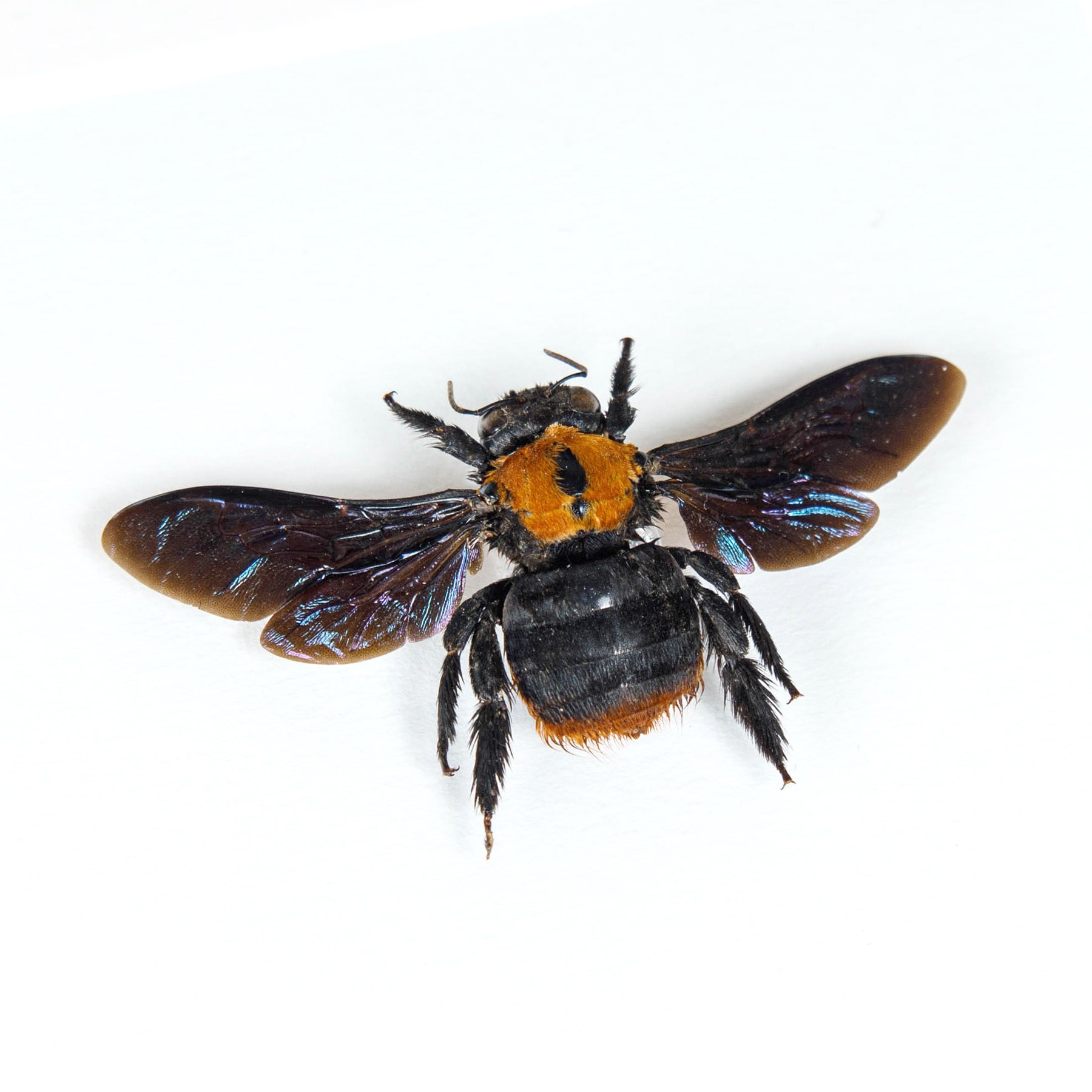 Female Golden Carpenter Bee In Box Frame (Xylocopa sp) Minibeast Female Golden Carpenter Bee In Box Frame (Xylocopa sp)