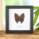 Minibeast Dead Leaf Butterfly In Box Frame (Kallima inachus)