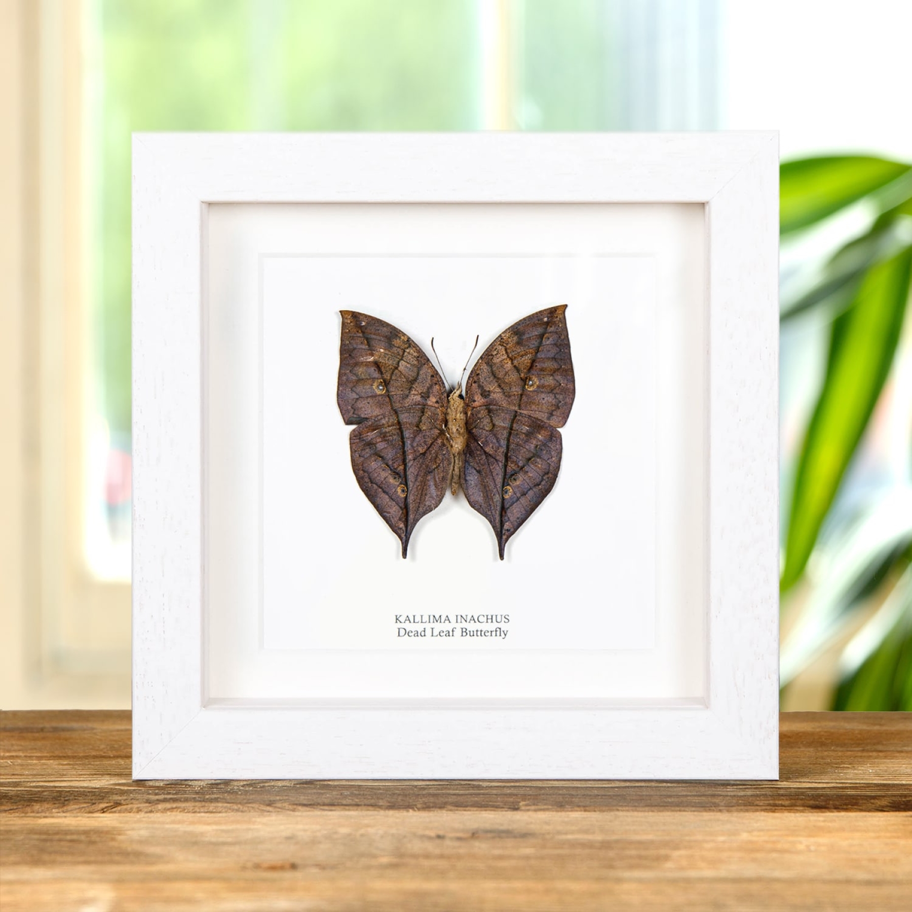 Dead Leaf Butterfly In Box Frame (Kallima inachus)