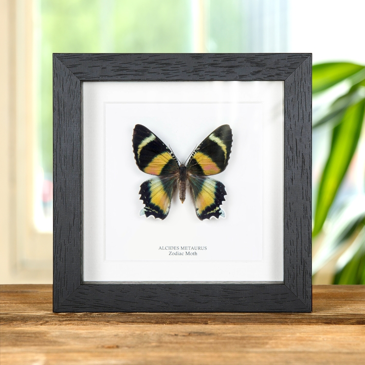 Zodiac Moth In Box Frame (Alcides metaurus)
