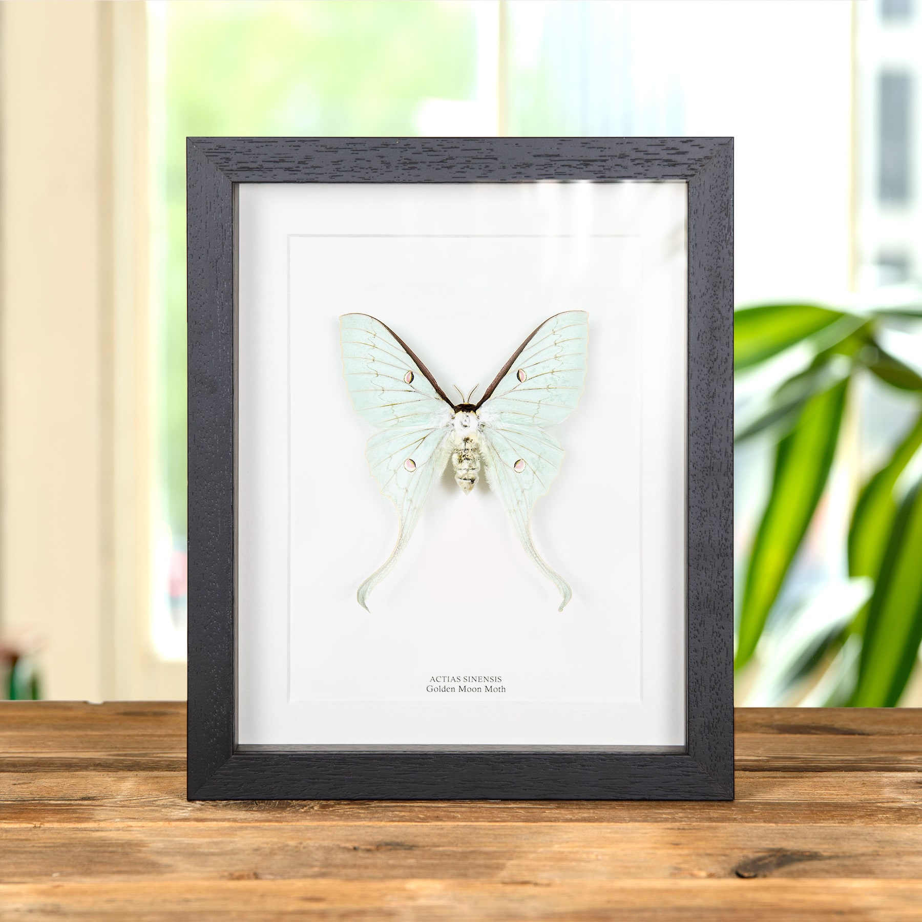 Minibeast Female Golden Moon Moth In Box Frame (Actias sinensis)