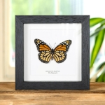 Minibeast Female Monarch Butterfly Ventral Side In Box Frame (Danaus plexippus)