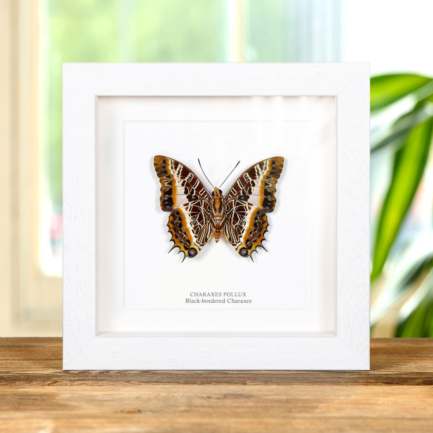 Black-bordered Charaxes Ventral Side In Box Frame (Charaxes pollux)
